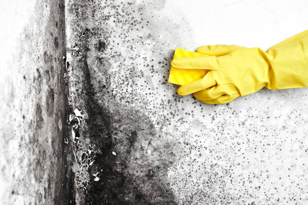 Best Fast Mold Removal  in Gentry, AR