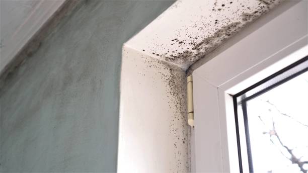 Best Commercial Mold Removal  in Gentry, AR