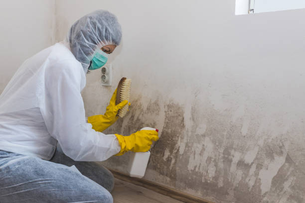 Best Affordable Mold Removal  in Gentry, AR