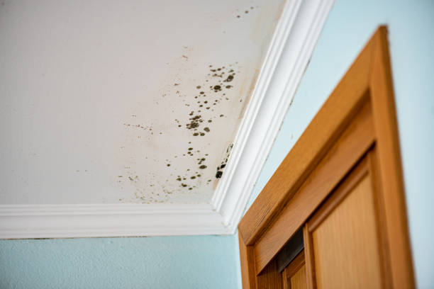 Best Mold Removal Company Near Me  in Gentry, AR