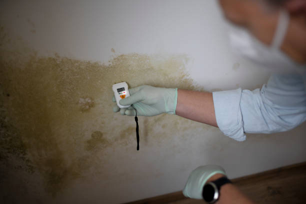 Best Mold Remediation Services  in Gentry, AR