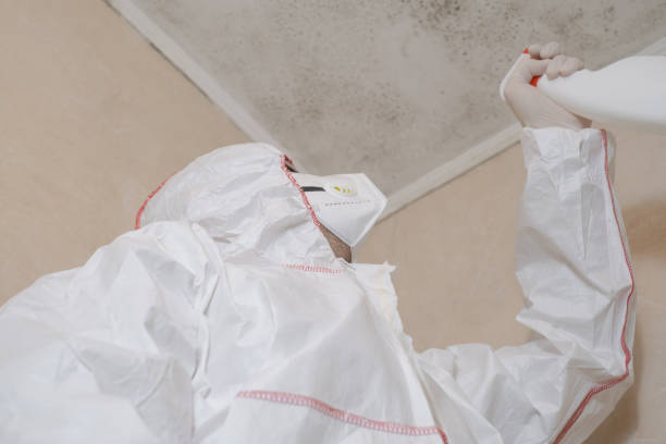Mold Removal Process in Gentry, AR