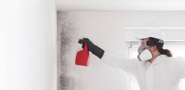 Best Mold Removal Company Near Me  in Gentry, AR