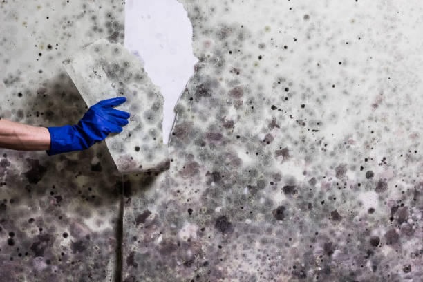 Best Attic Mold Removal  in Gentry, AR