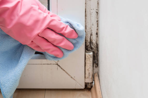 Best Same-Day Mold Removal  in Gentry, AR